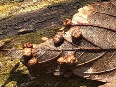 Pediaspis aceris