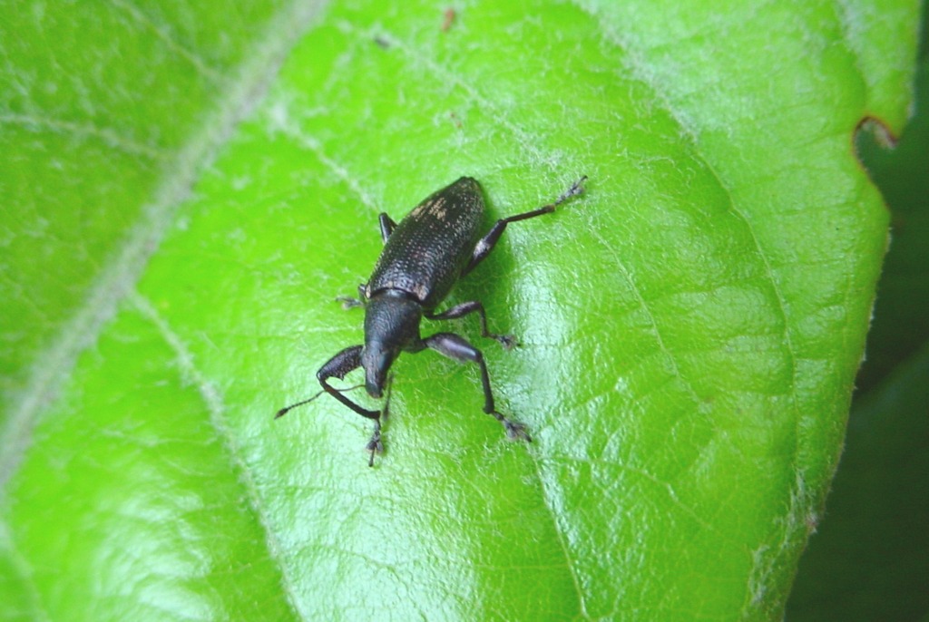 Cratopus brunnipes