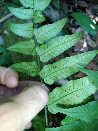 Image of Diplazium grandifolium by (c) Guillaume Delaitre, some rights reserved (CC BY)