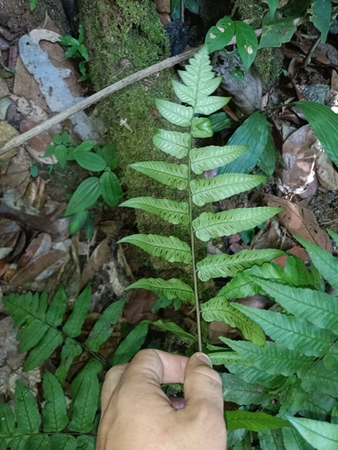 Image of Diplazium grandifolium by (c) Guillaume Delaitre, some rights reserved (CC BY)