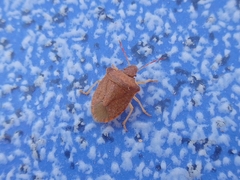 Peribalus strictus strictus