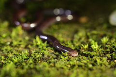 Typhlopidae