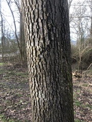 Diospyros virginiana