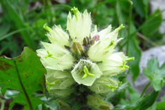 Campanula thyrsoides
