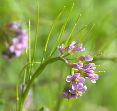 Arabis rosea