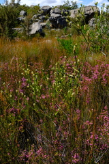 Phylica excelsa papillosa
