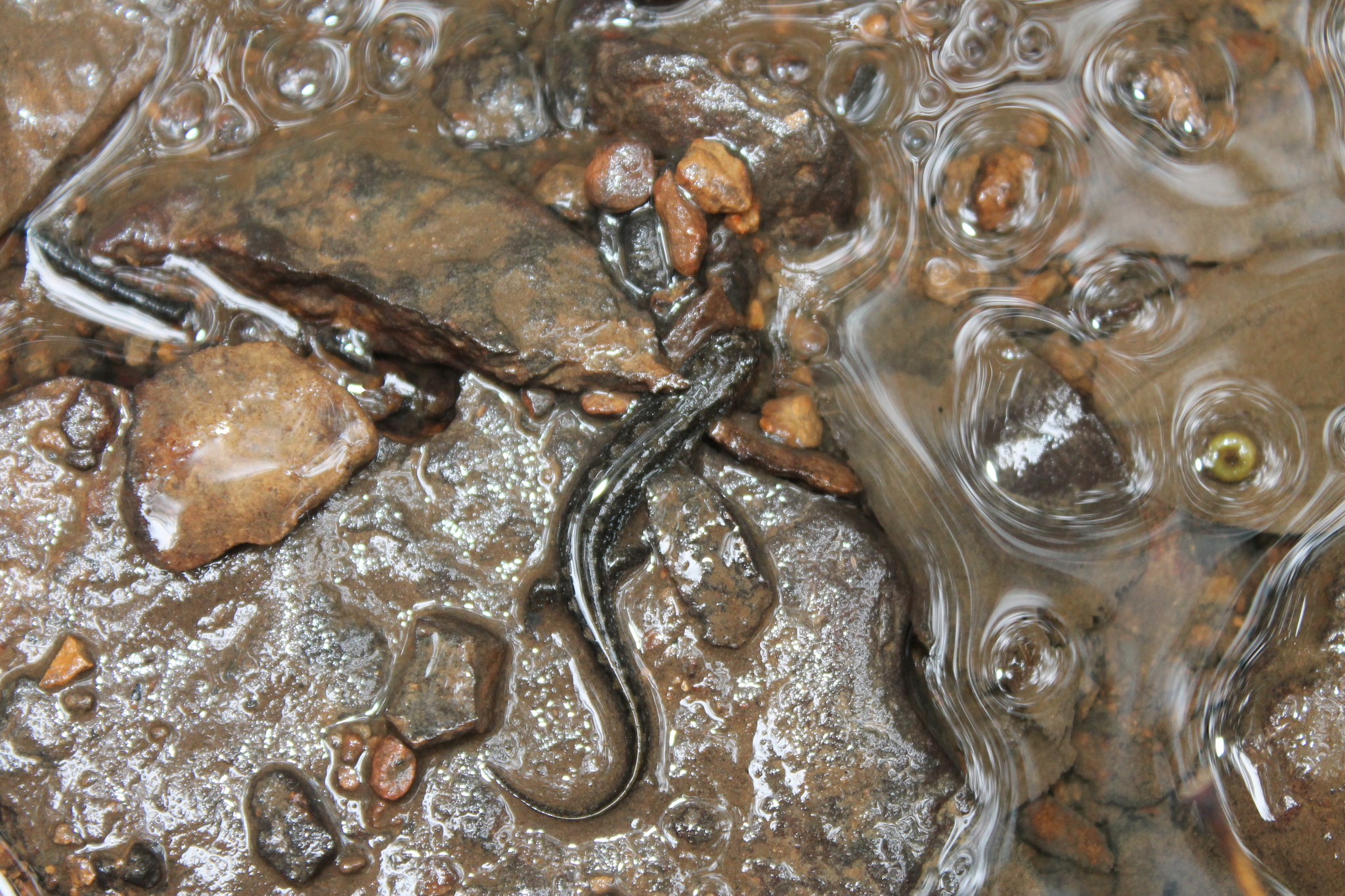 spotted dusky salamander