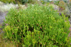 Protea nana
