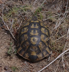 Testudo graeca