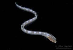 Xiphasia setifer