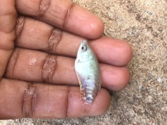 Trichopodus trichopterus