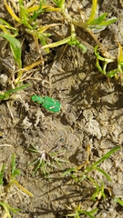 Cicindela ohlone