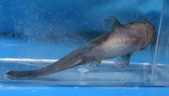 Noturus leptacanthus