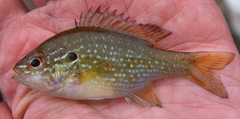 Lepomis marginatus