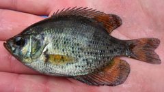 Centrarchus macropterus