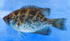 Centrarchus macropterus