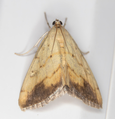 Evergestis extimalis