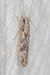 Carpatolechia fugitivella