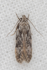 Carpatolechia fugitivella