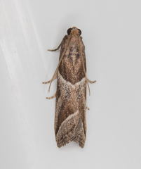 Nyctegretis lineana