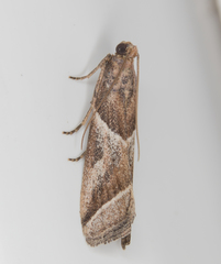 Nyctegretis lineana