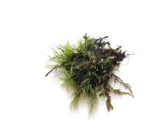 Flexitrichum gracile