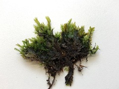 Fissidens dubius
