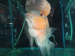 Amphilophus labiatus × cichlasoma trimaculatum