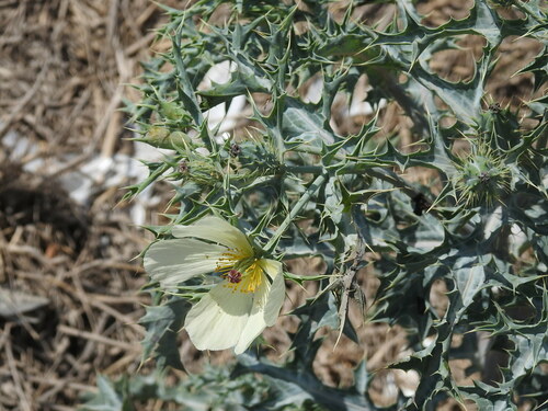 Argemone subfusiformis