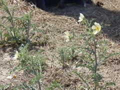 Argemone subfusiformis, photograph Leonel Roget, CC BY, iNaturalist via GBIF