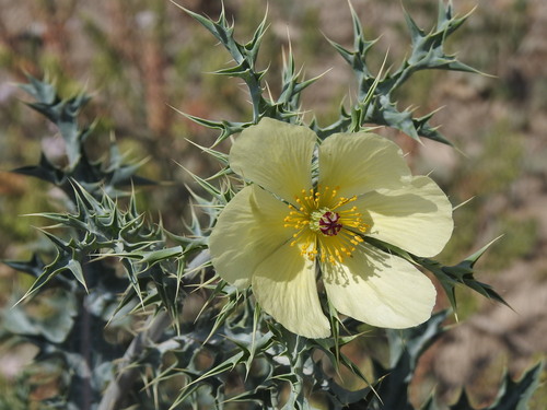 Argemone subfusiformis, photograph 2