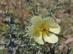 Argemone subfusiformis, photograph Leonel Roget, CC BY, iNaturalist via GBIF