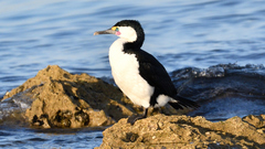 Phalacrocorax varius hypoleucos