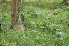 Arisaema thunbergii urashima