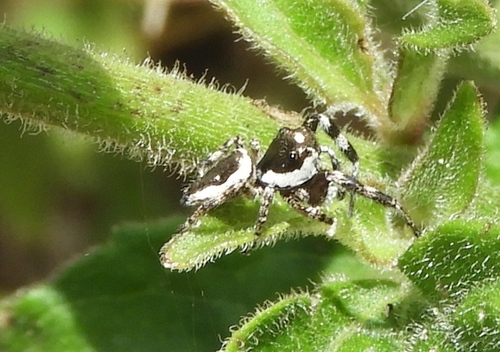 Dendryphantes zygoballoides