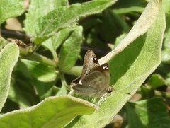 Arteurotia tractipennis tractipennis