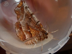 Selenia alciphearia