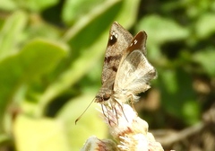 Arteurotia tractipennis tractipennis