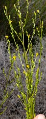 Senecio rehmannii