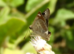 Arteurotia tractipennis tractipennis
