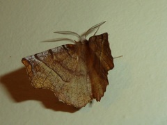 Selenia alciphearia