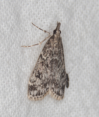 Eudonia truncicolella