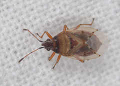 Kleidocerys resedae