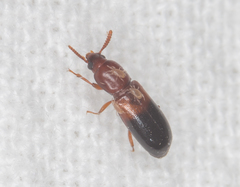 Corticeus bicolor