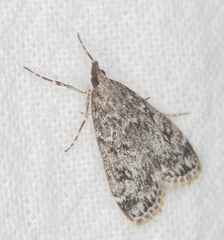 Eudonia truncicolella