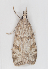 Scoparia subfusca