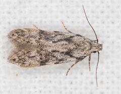 Carpatolechia fugitivella