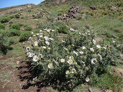 Berkheya cirsiifolia