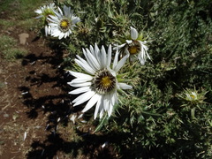 Berkheya cirsiifolia