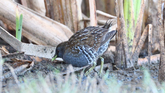 Porzana fluminea